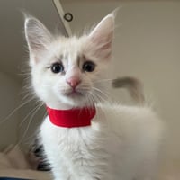 Waffles (bonded w/ Blanket) - Photo 1