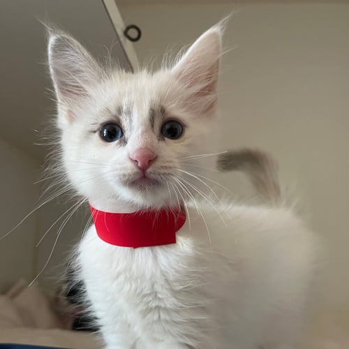 WAFFLES (BONDED W/ BLANKET) - Domestic Short Hair available for adoption