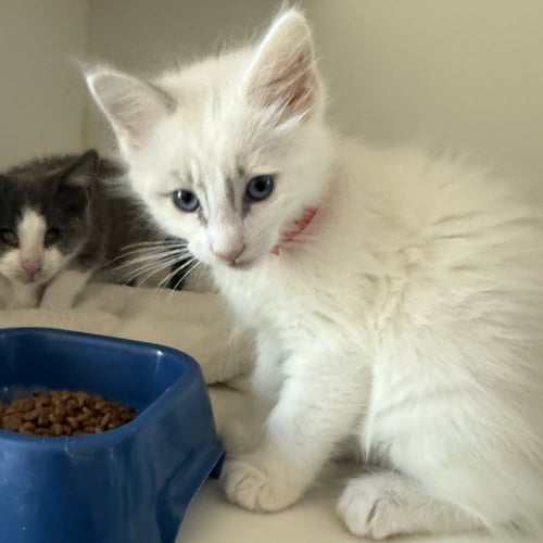 WAFFLES (BONDED W/ BLANKET) - Domestic Short Hair available for adoption