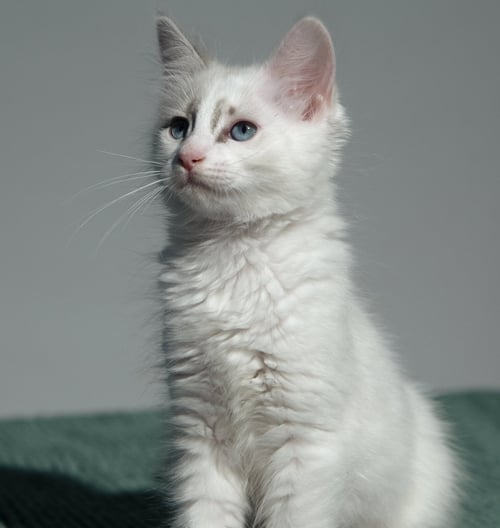 WAFFLES (BONDED W/ BLANKET) - Domestic Short Hair available for adoption