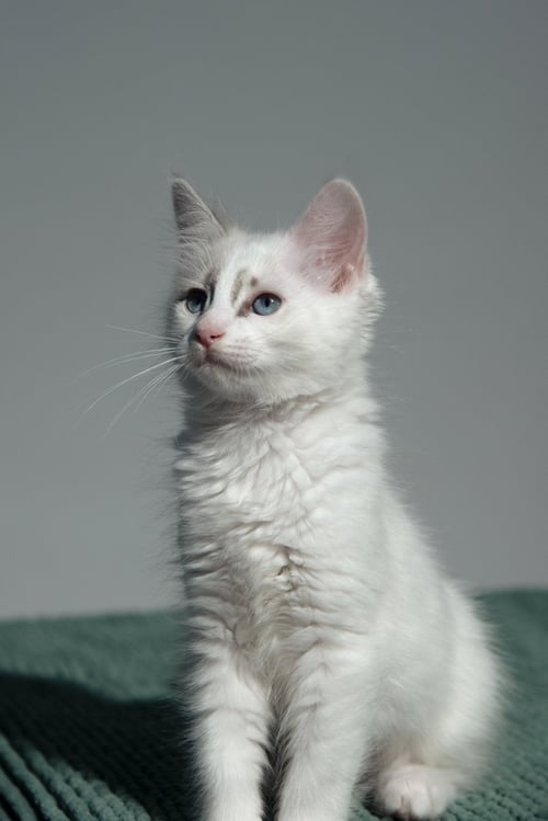 WAFFLES (BONDED W/ BLANKET) - Domestic Short Hair available for adoption