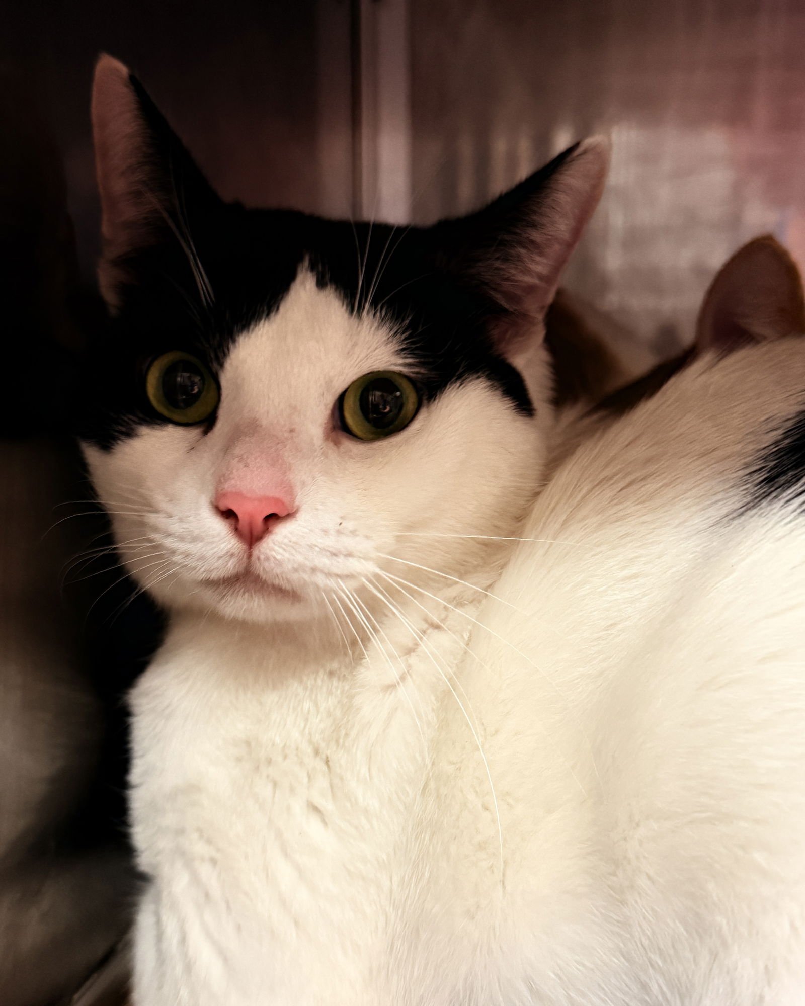 LUKA (BONDED W/ LEO) - Domestic Short Hair available for adoption