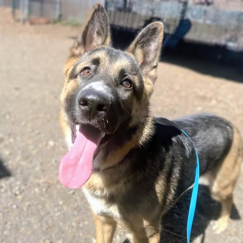 RINGO - German Shepherd Dog available for adoption