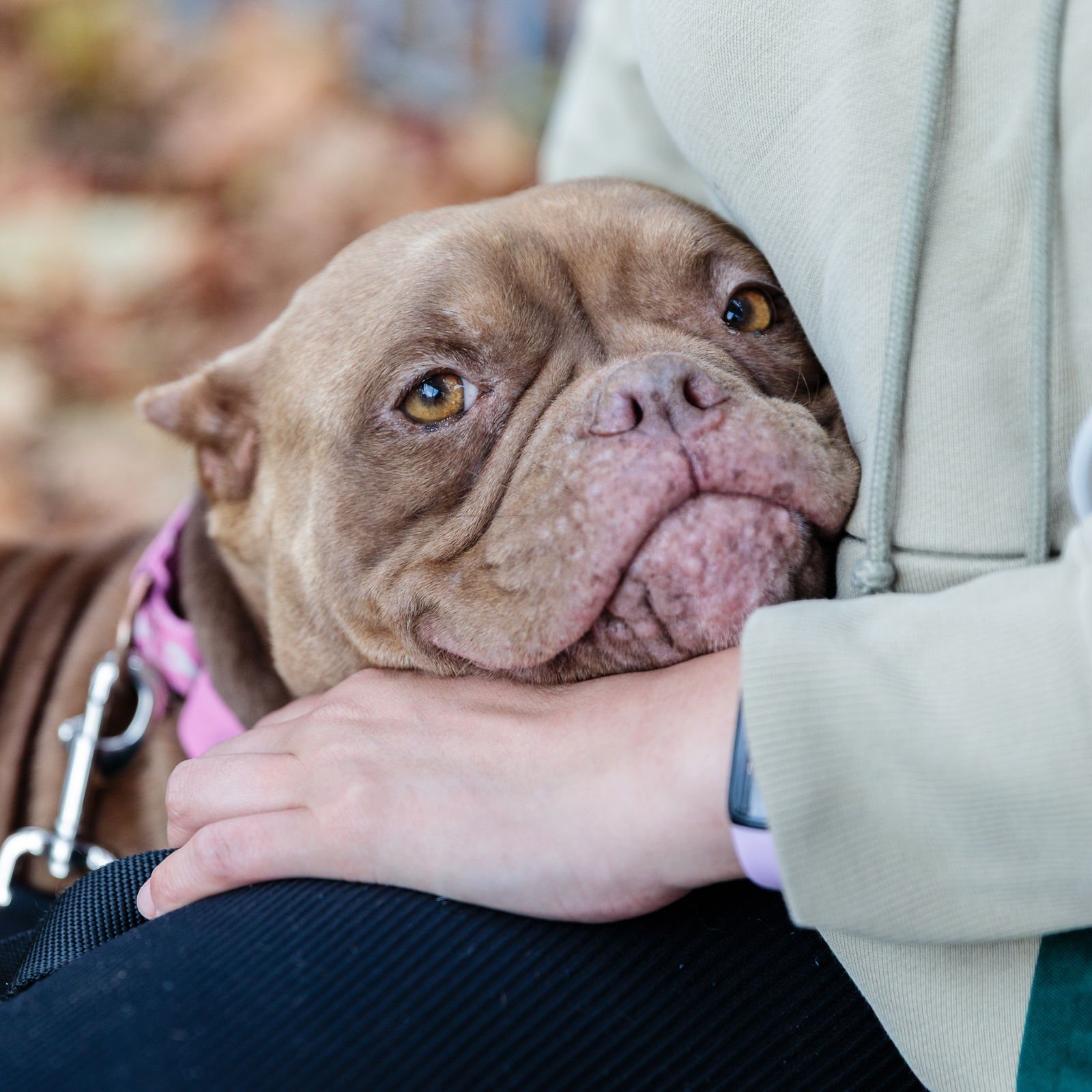 MISS PIGLET - Bulldog available for adoption