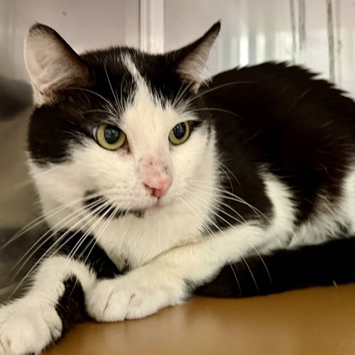 TROUT (BONDED W/FLOUNDER) - Domestic Short Hair available for adoption