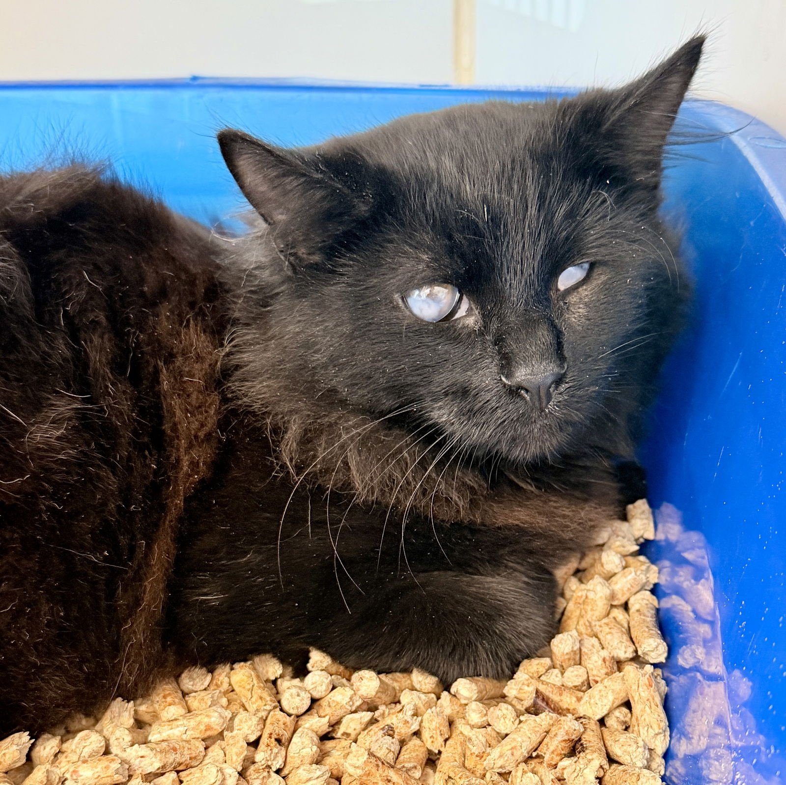 TANGO - Domestic Medium Hair available for adoption