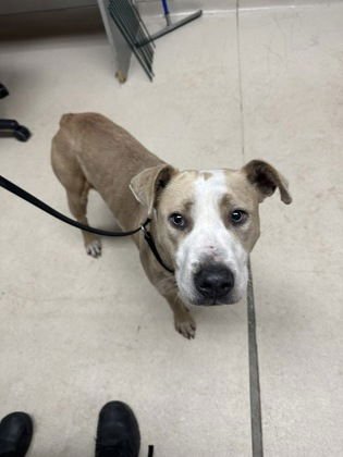 BRIAN - American Pit Bull Terrier available for adoption