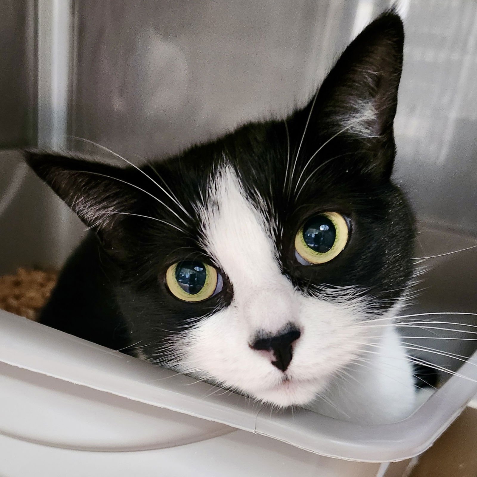 FIZZ (BONDED W/FLURRY) - Domestic Short Hair available for adoption