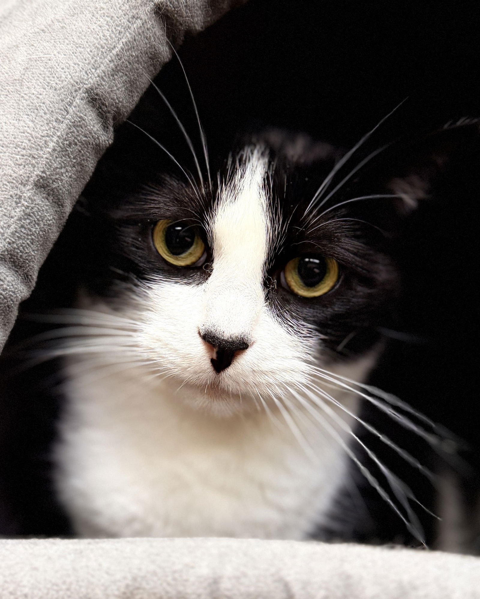 Fizz (bonded w/Flurry) - Photo 3