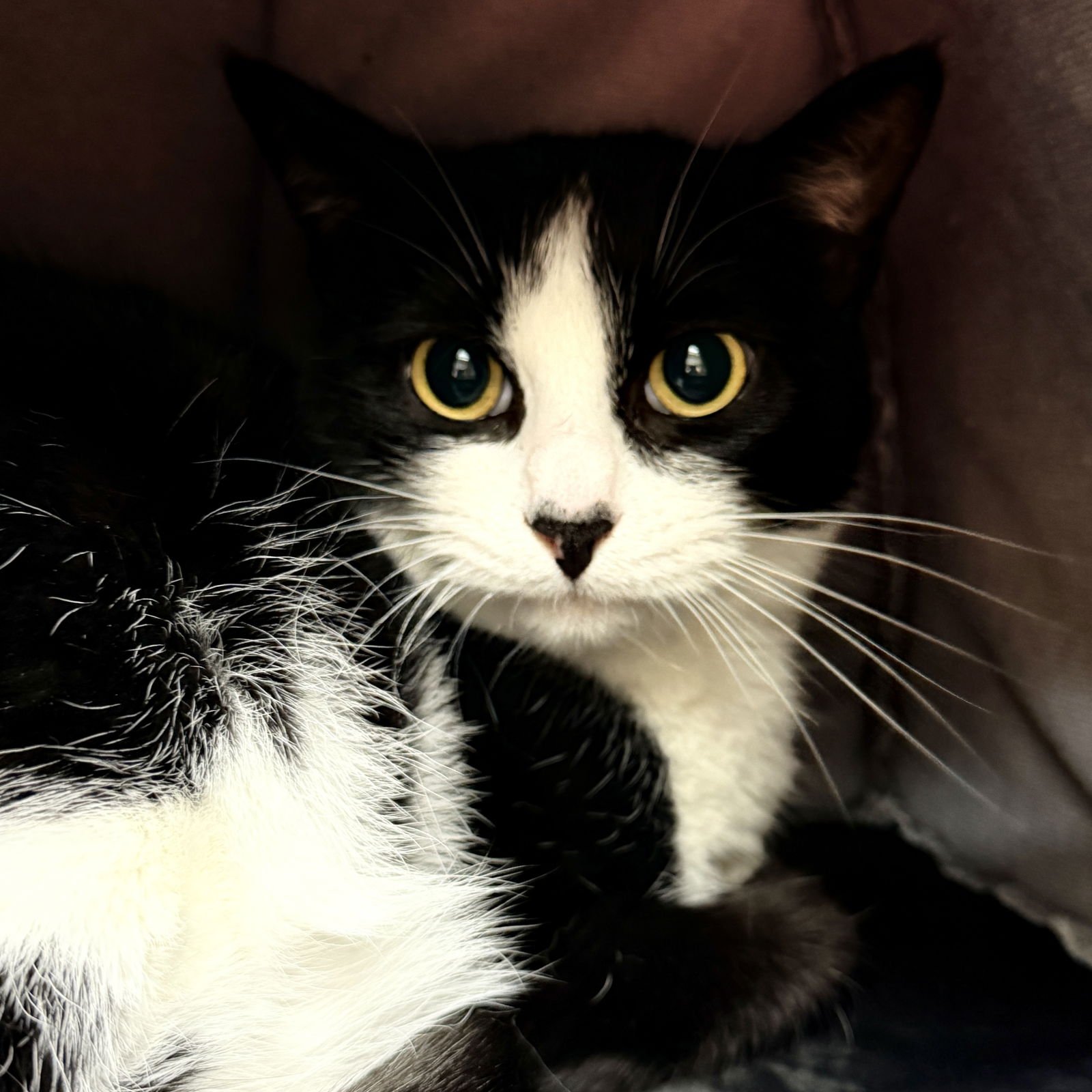 Fizz (bonded w/Flurry) - Photo 4