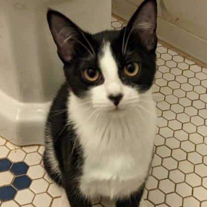 Fizz (bonded w/Flurry) - Photo 5