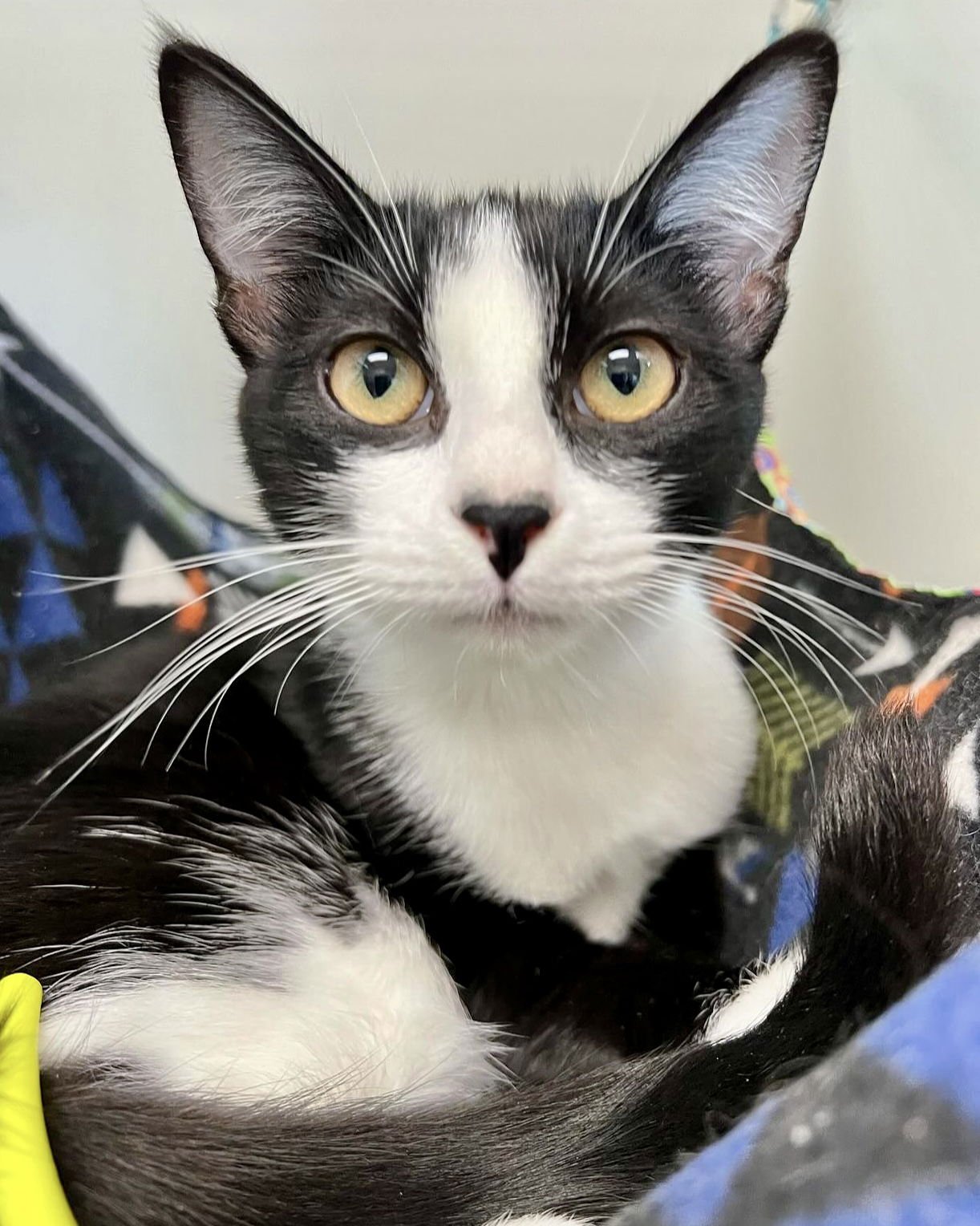 Fizz (bonded w/Flurry) - Photo 7