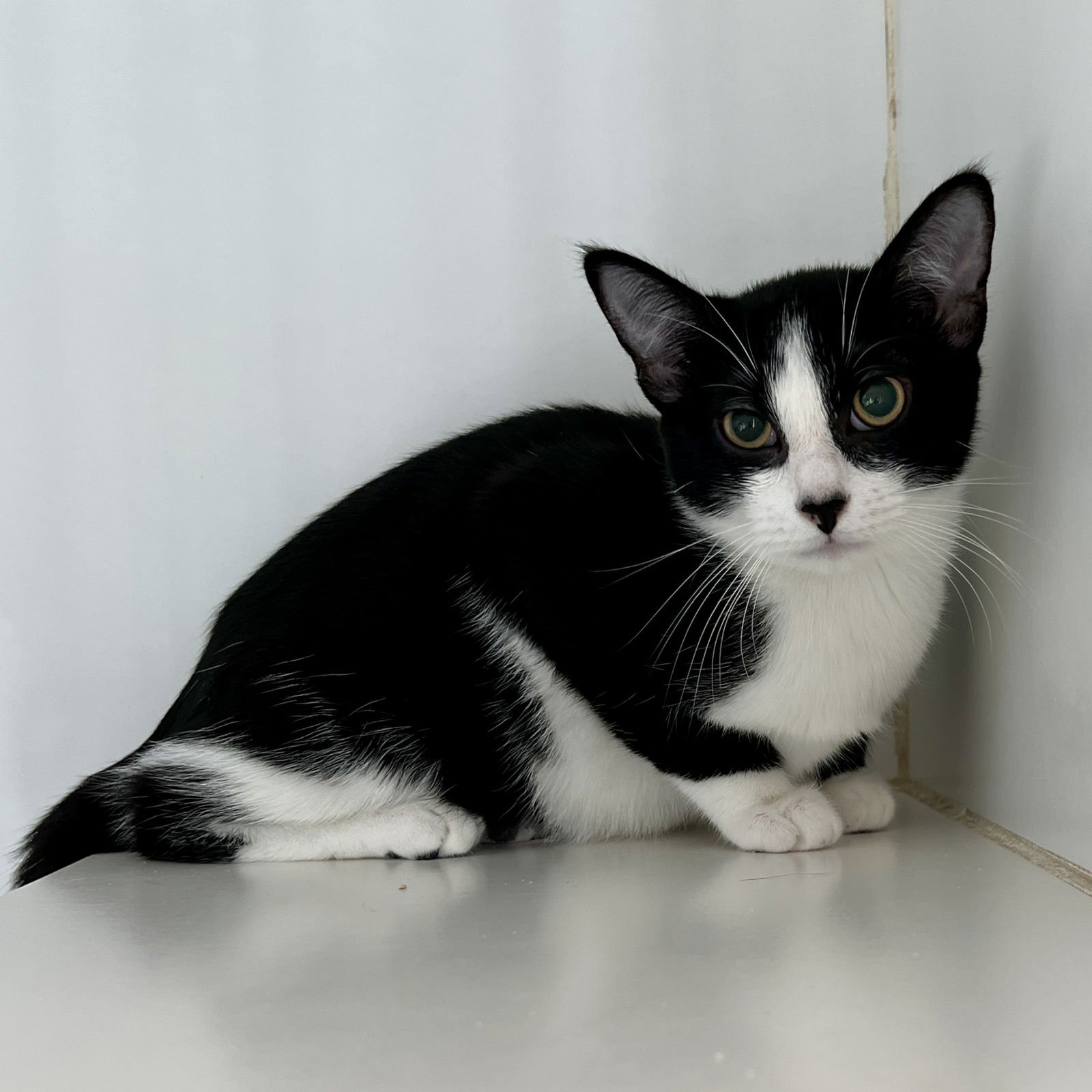 Fizz (bonded w/Flurry) - Photo 8