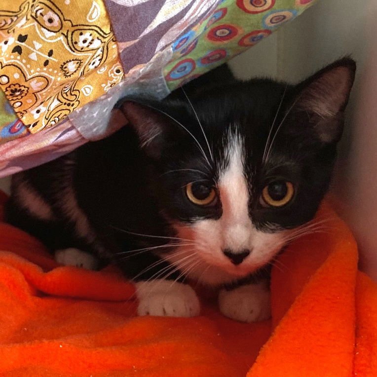 Fizz (bonded w/Flurry) - Photo 9