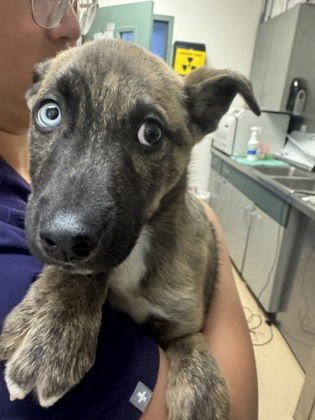 BENTO - Belgian Shepherd Malinois / Husky available for adoption