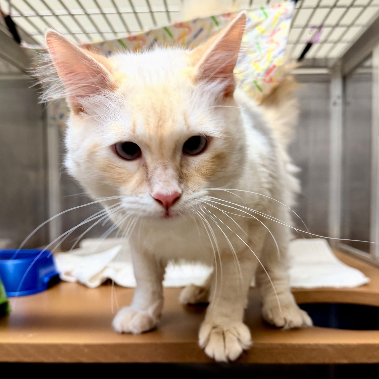 TOAST MALONE - Siamese available for adoption