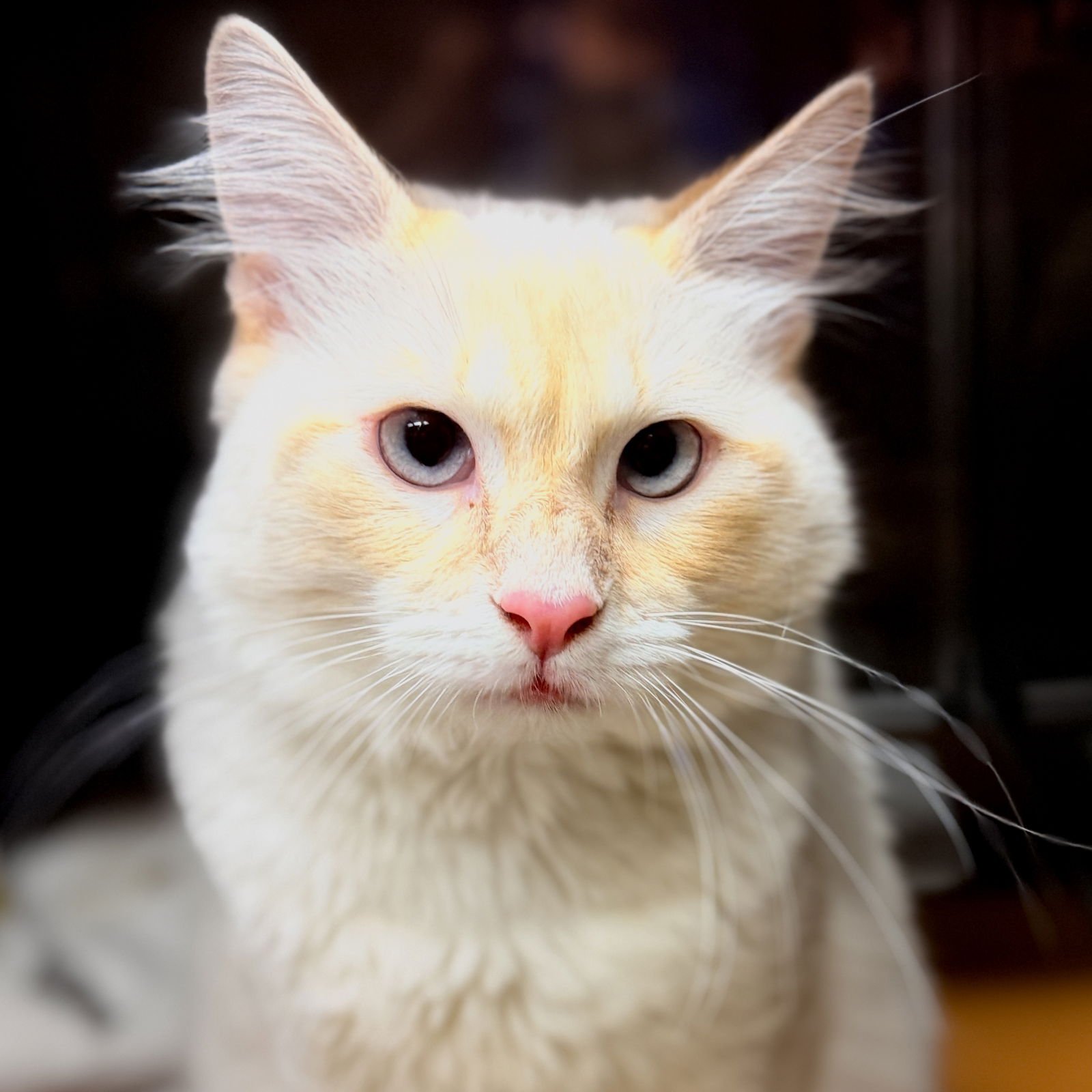 TOAST MALONE - Siamese available for adoption