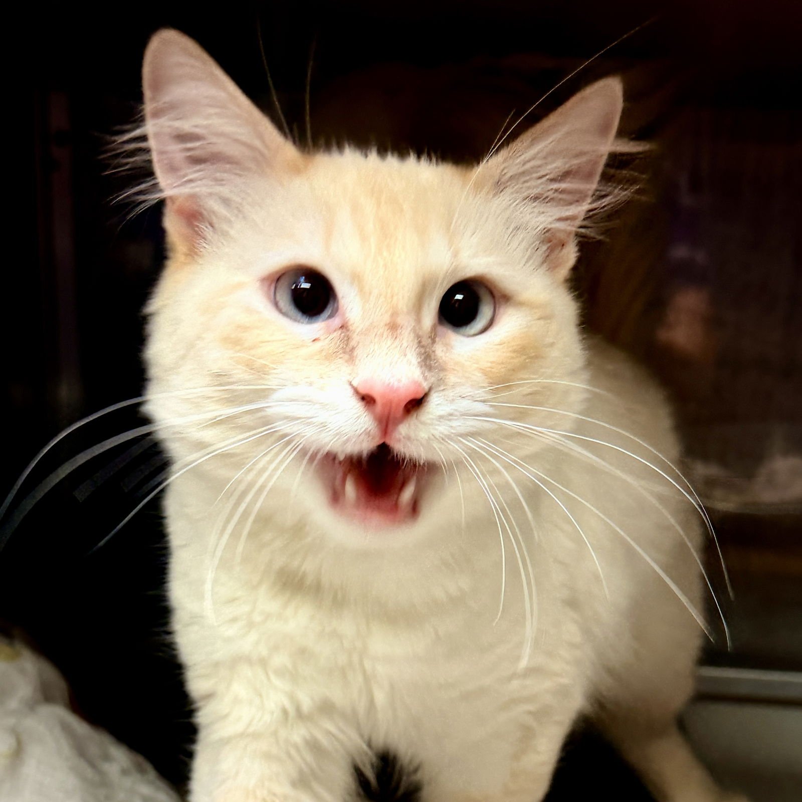 Toast Malone - Photo 3