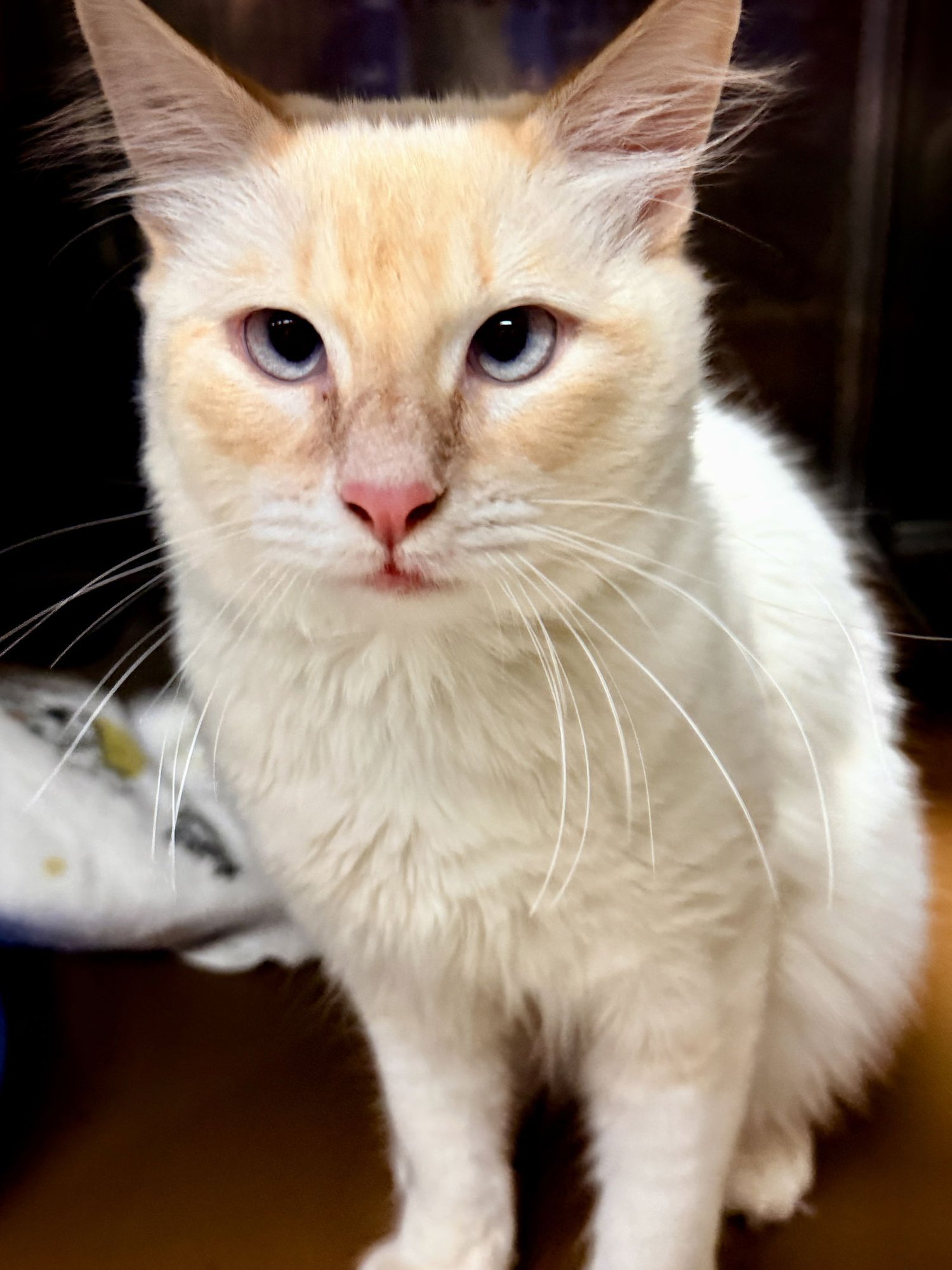 Toast Malone - Photo 4