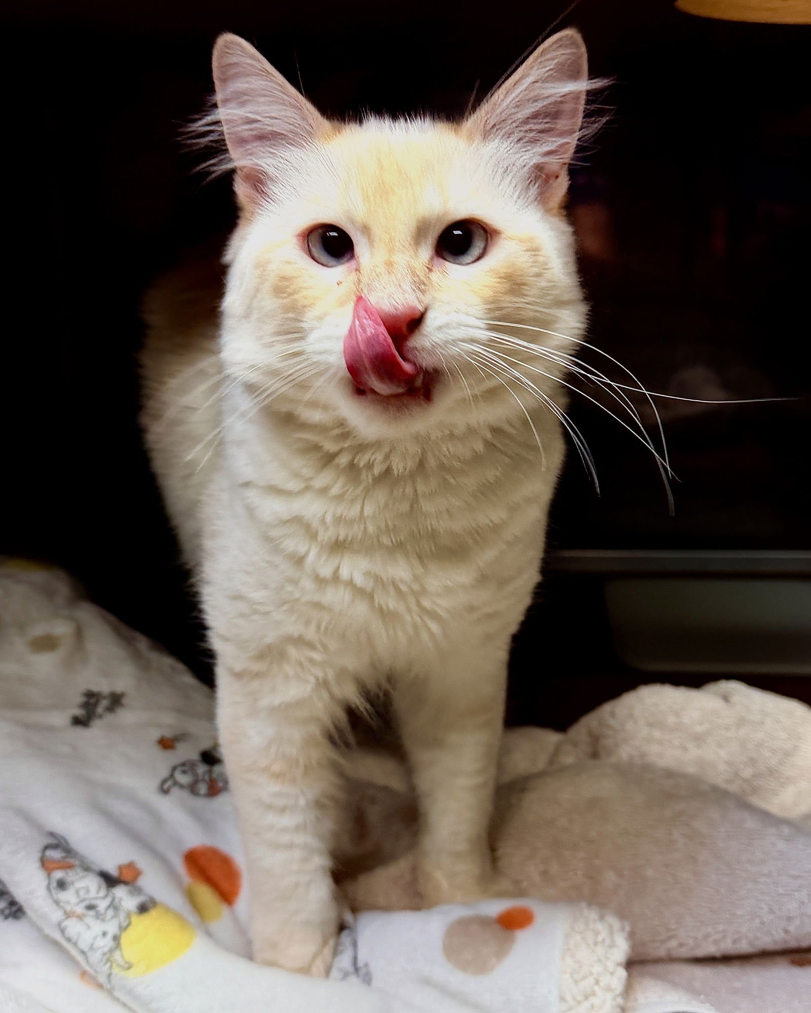 Toast Malone - Photo 5