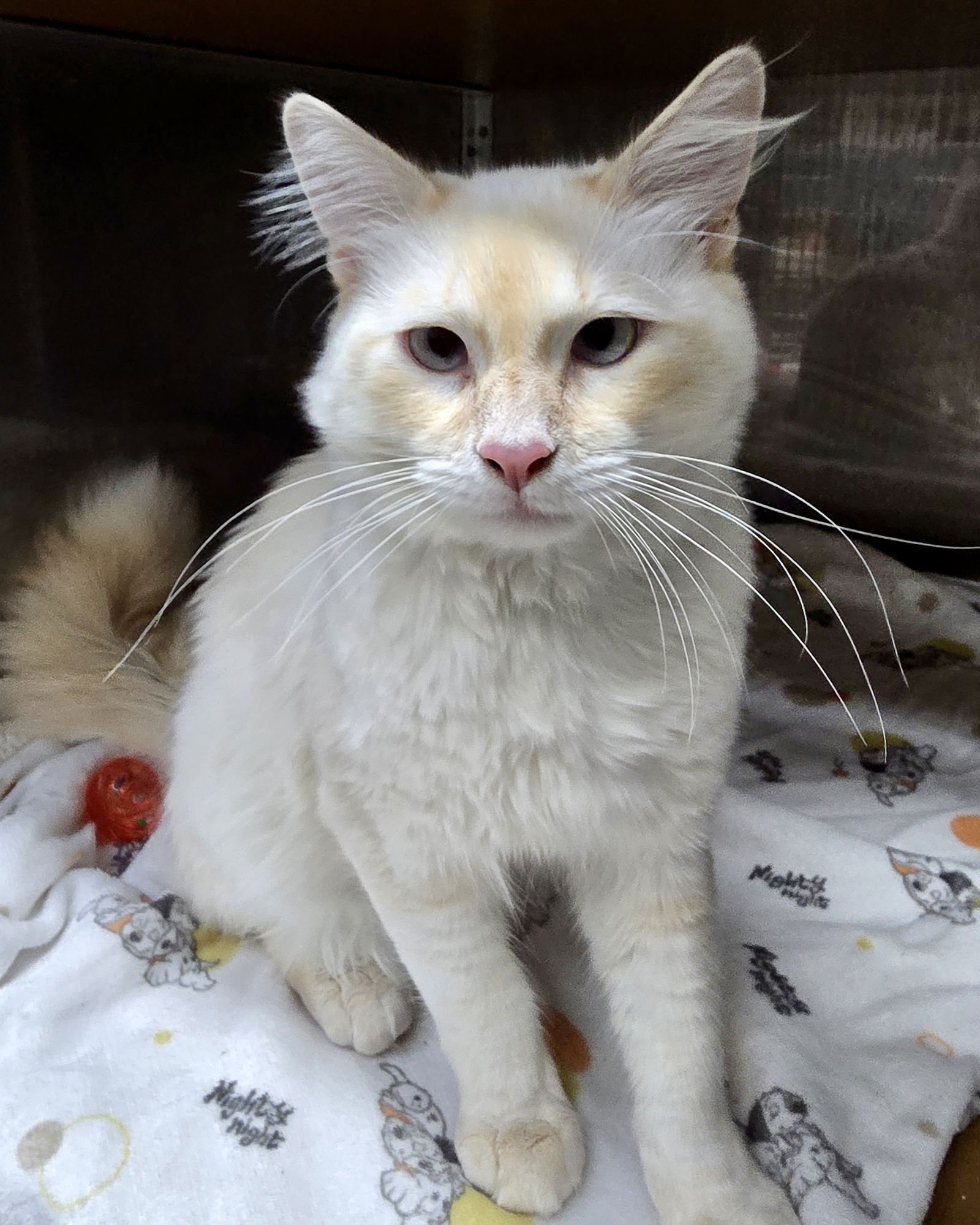 Toast Malone - Photo 7