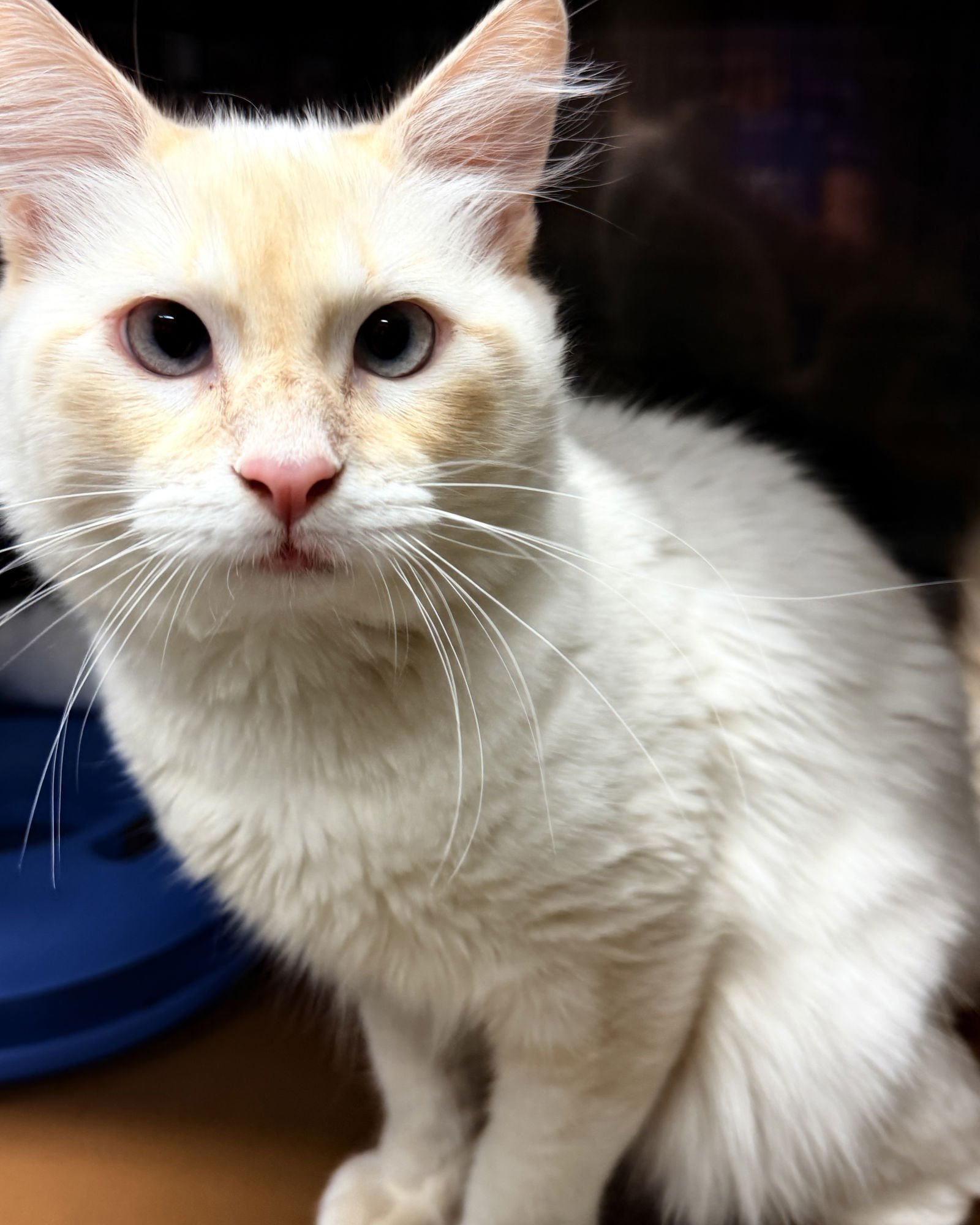 Toast Malone - Photo 8