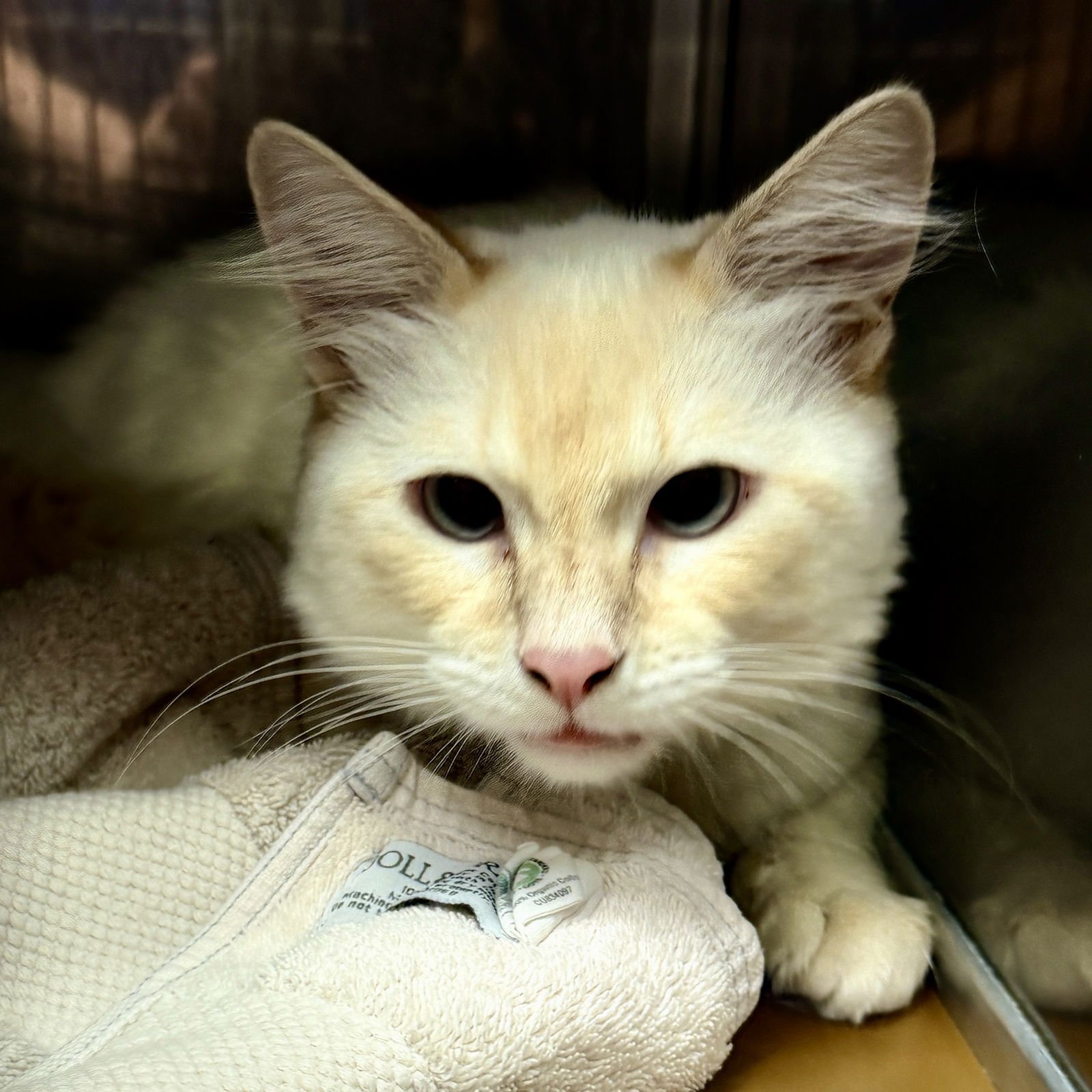 Toast Malone - Photo 9