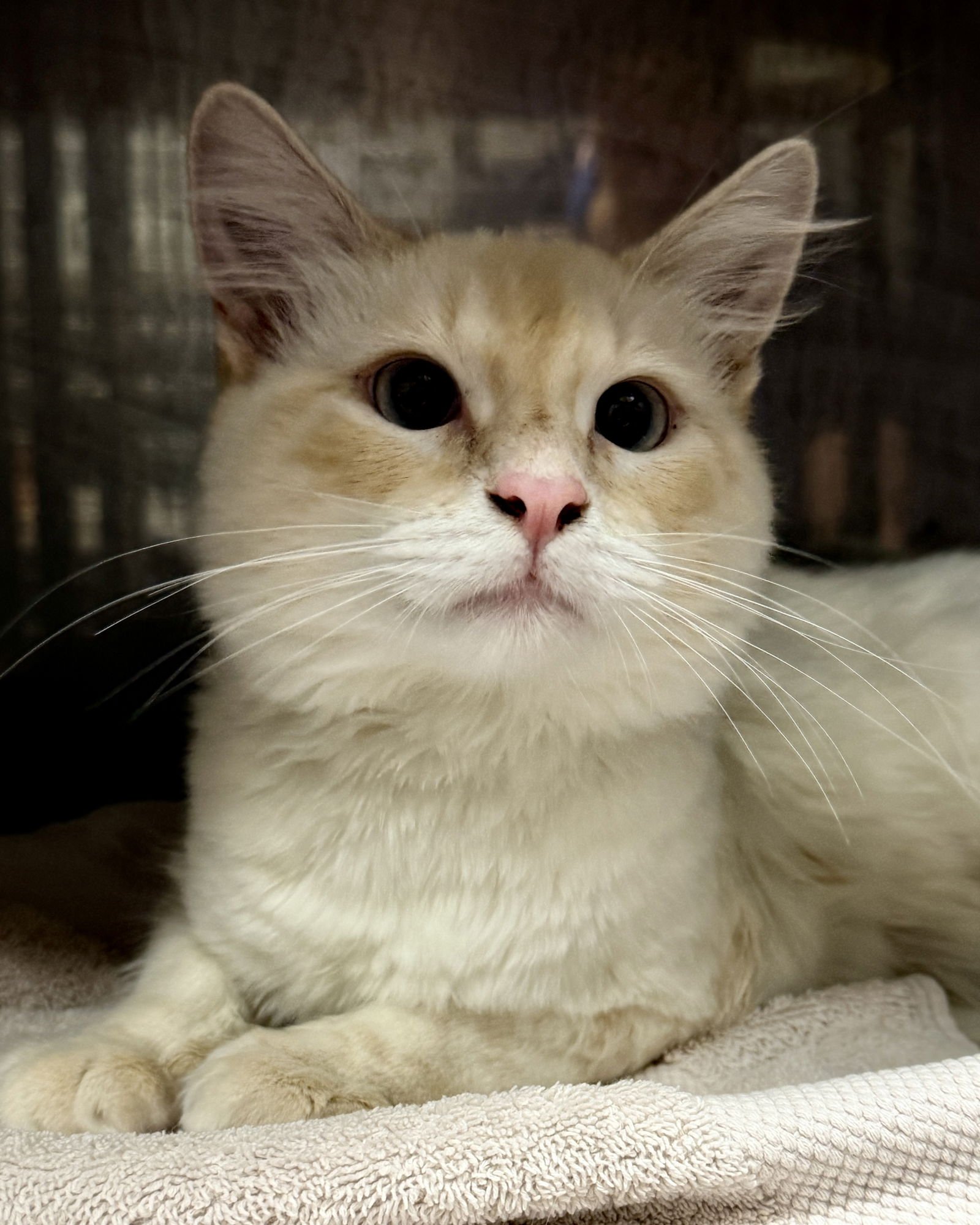 Toast Malone - Photo 10