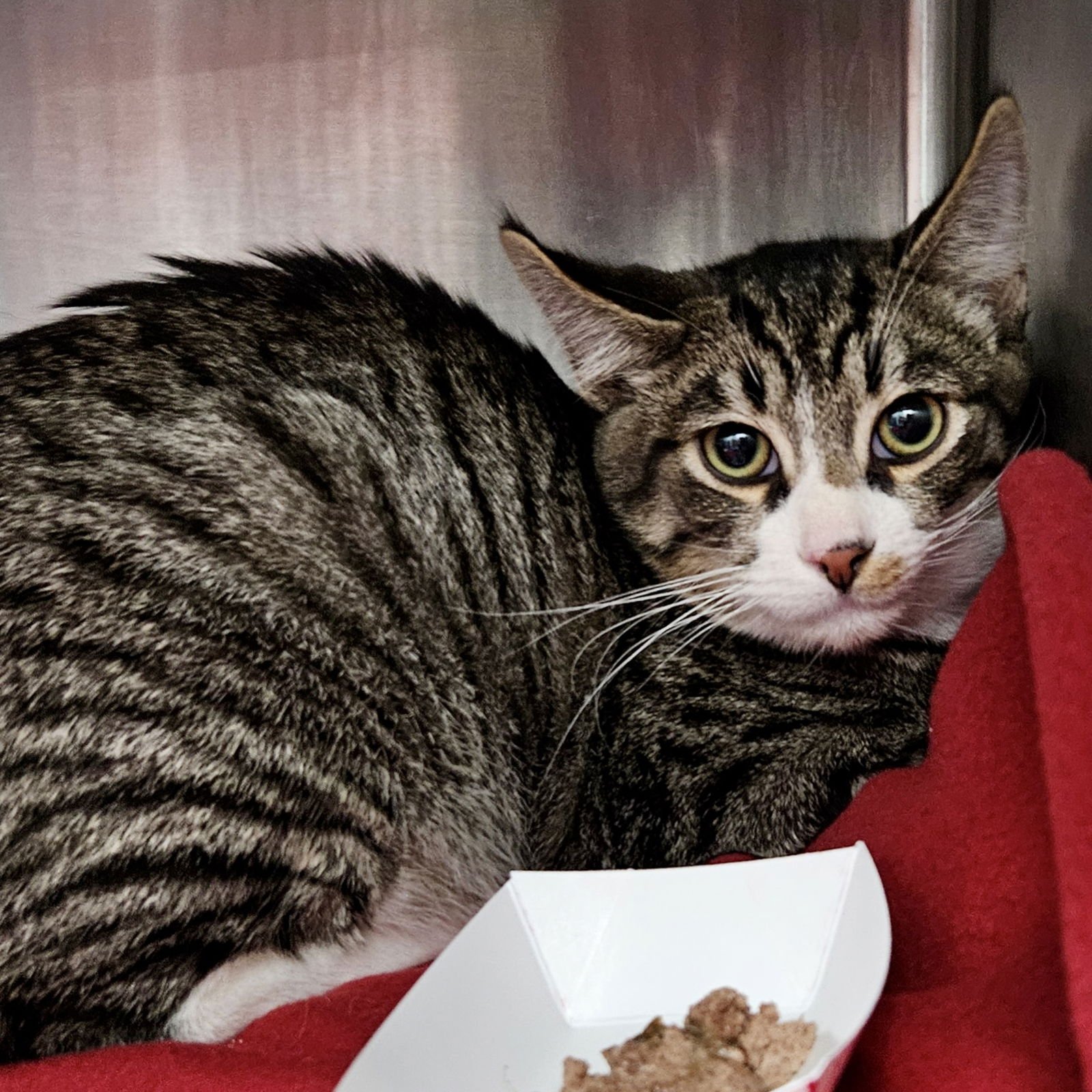 POPPI - Domestic Short Hair available for adoption