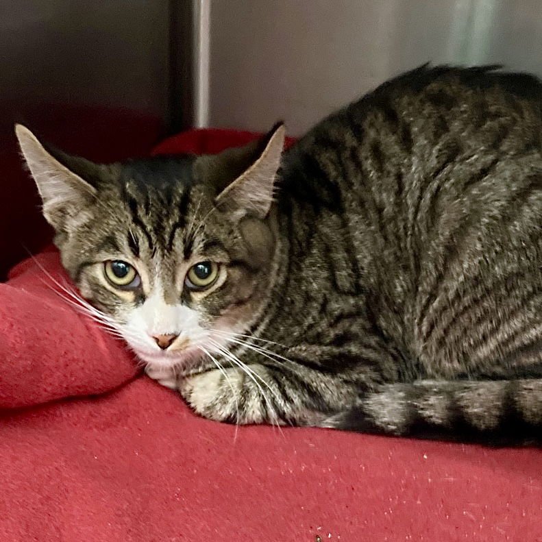 POPPI - Domestic Short Hair available for adoption