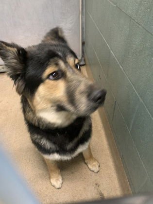 NICE - Shepherd / Siberian Husky available for adoption