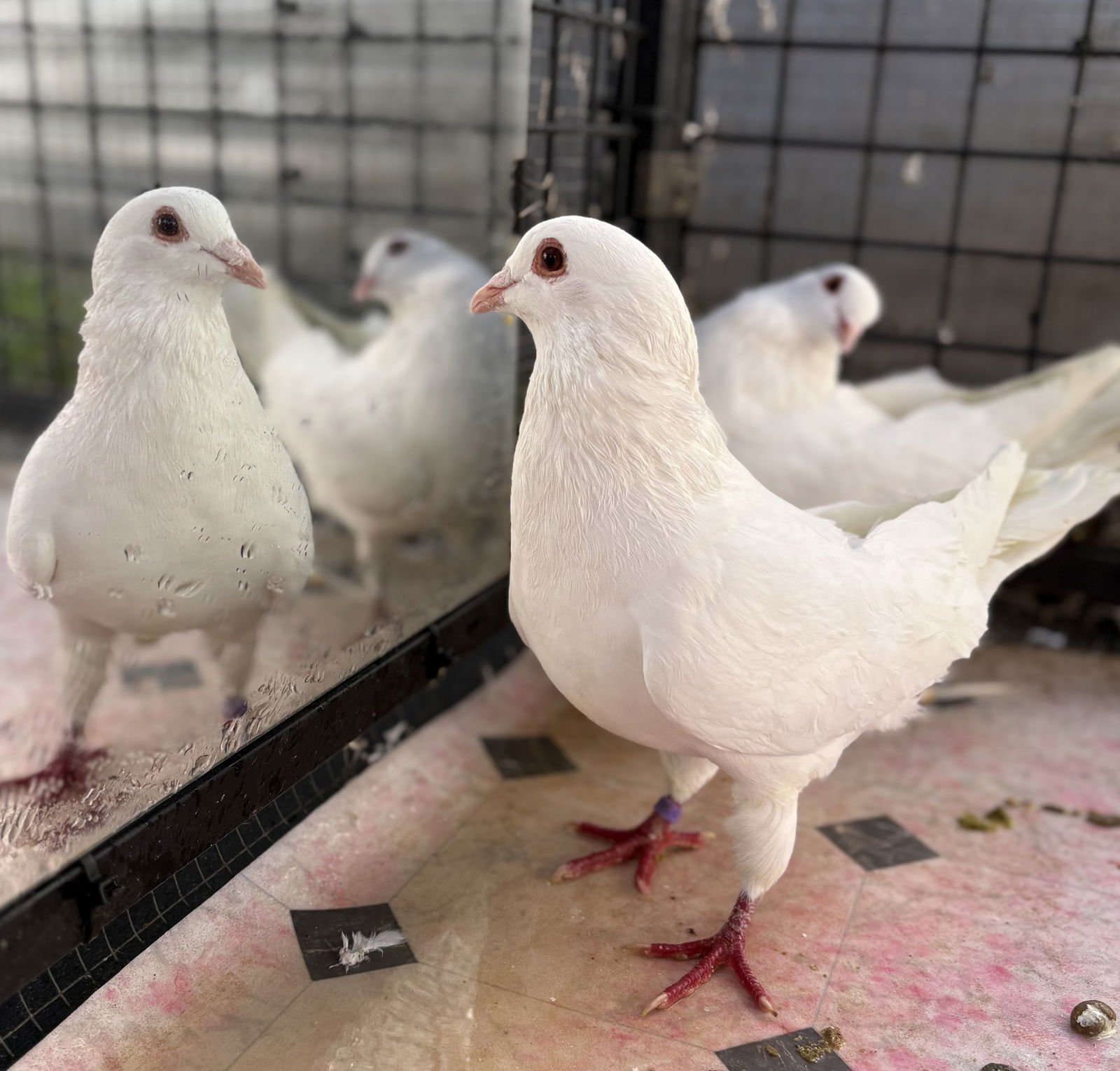 SOLSTICE - Unknown available for adoption