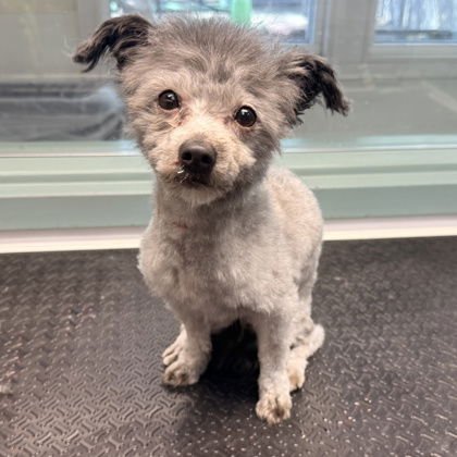 THOREAU - Pomeranian available for adoption