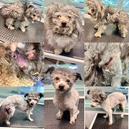 THOREAU - Pomeranian available for adoption