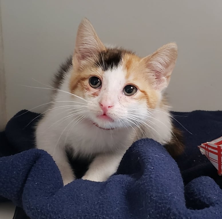 Toots (bonded w/ Boots) Image