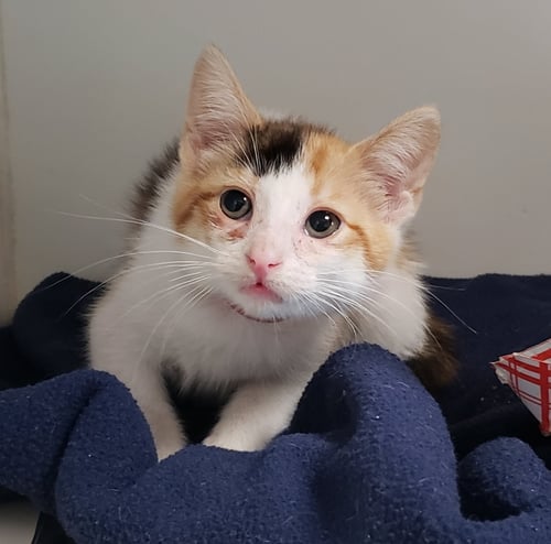 TOOTS (BONDED W/ BOOTS) - Domestic Short Hair available for adoption