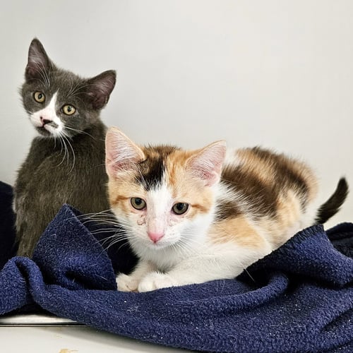 TOOTS (BONDED W/ BOOTS) - Domestic Short Hair available for adoption