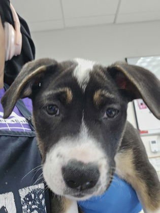 TONI MORRISON - Pit Bull Terrier available for adoption