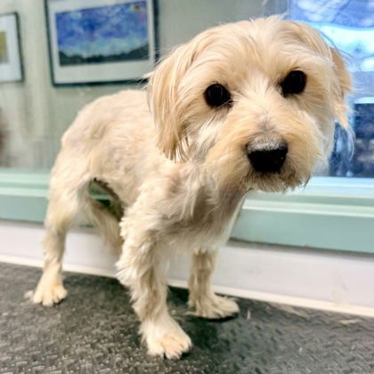 WIDDLE PUP - Yorkshire Terrier Yorkie available for adoption