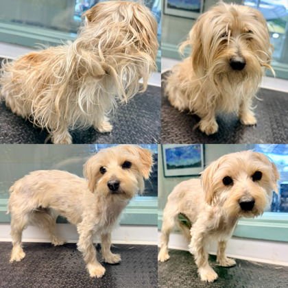 WIDDLE PUP - Yorkshire Terrier Yorkie available for adoption