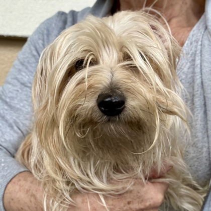 Widdle Pup - Photo 4