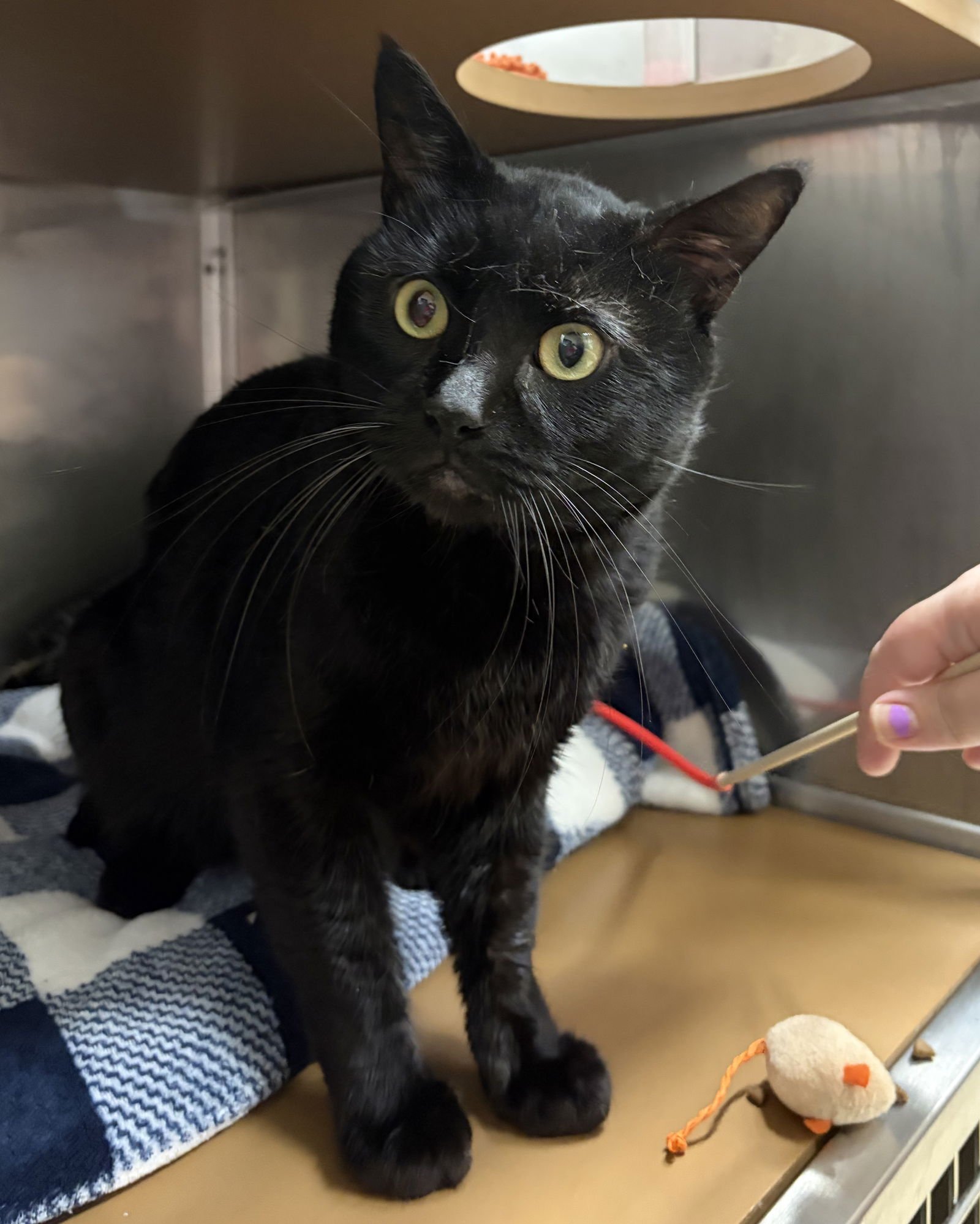 PANTHER - Domestic Short Hair available for adoption