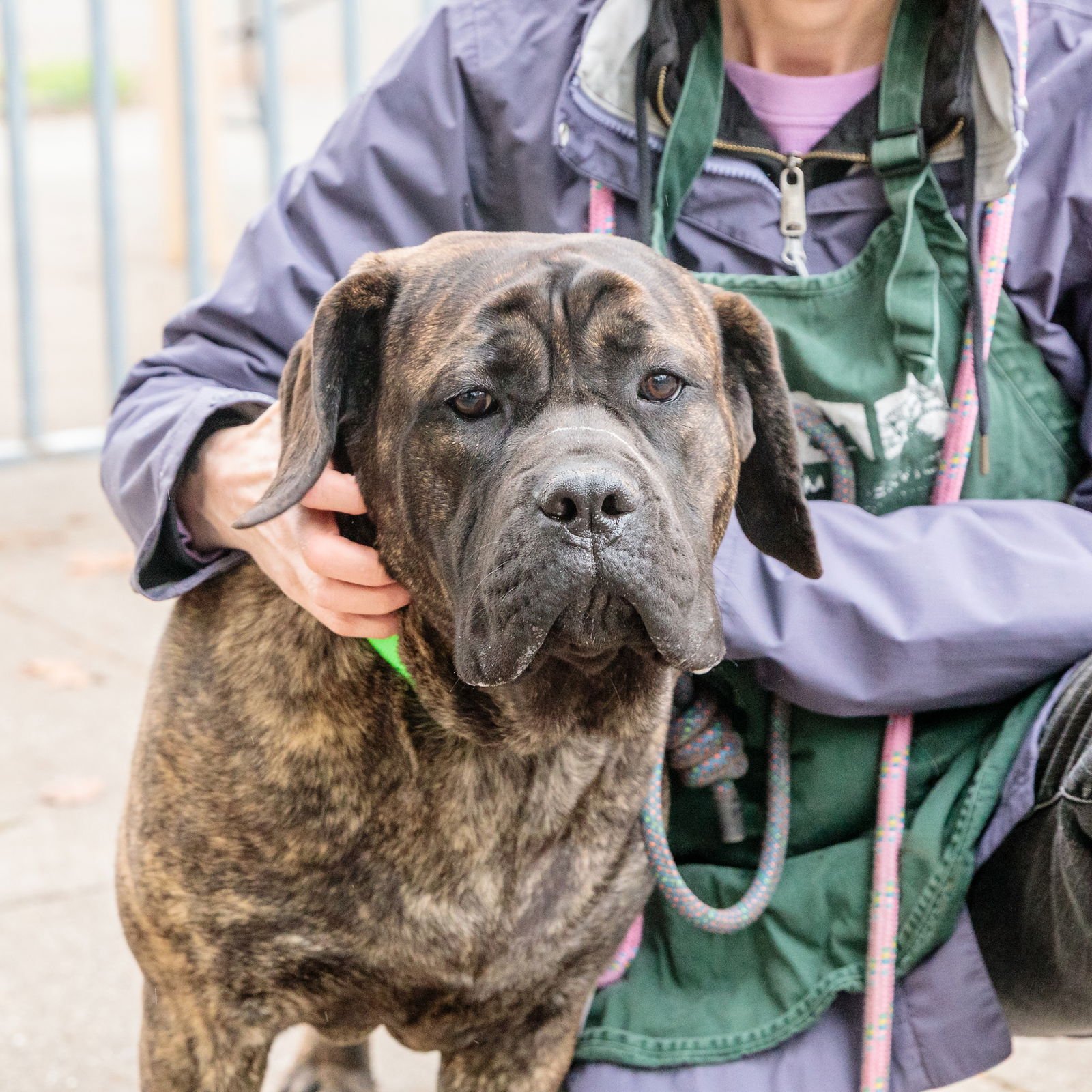 DIMPLES - Mastiff available for adoption