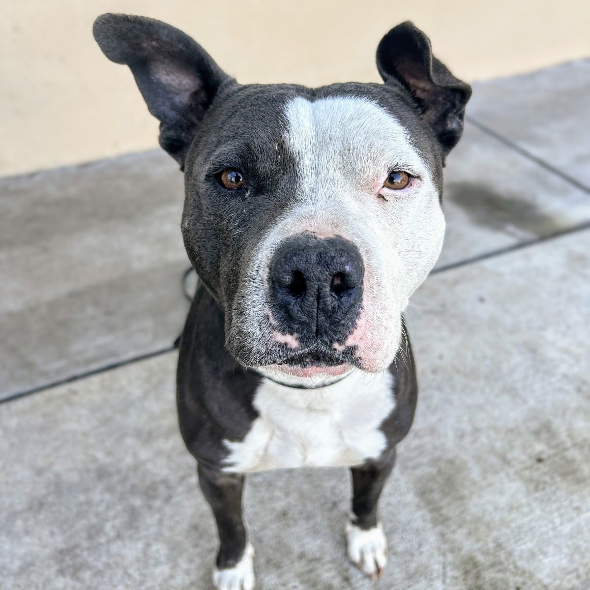 ZACH - Pit Bull Terrier available for adoption