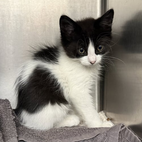 VENUS - Domestic Short Hair available for adoption
