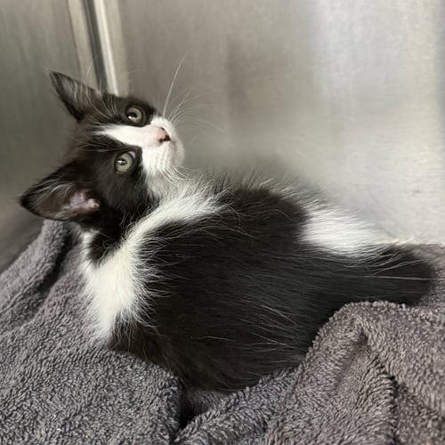 VENUS - Domestic Short Hair available for adoption