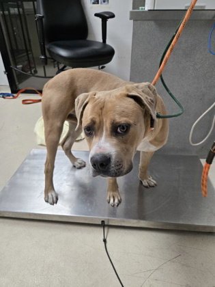 SCOOTER - Pit Bull Terrier available for adoption