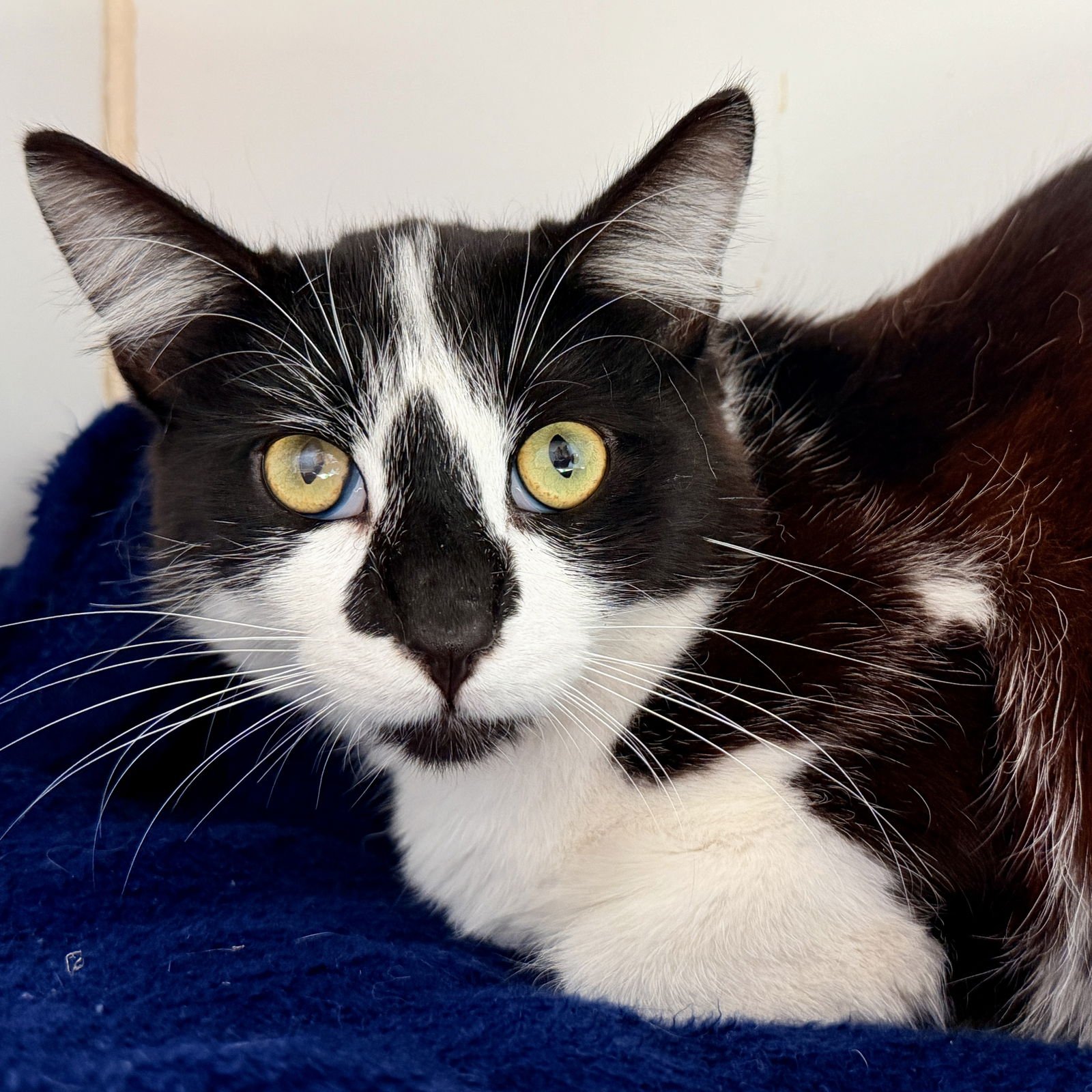 SPOTTY - Domestic Short Hair available for adoption