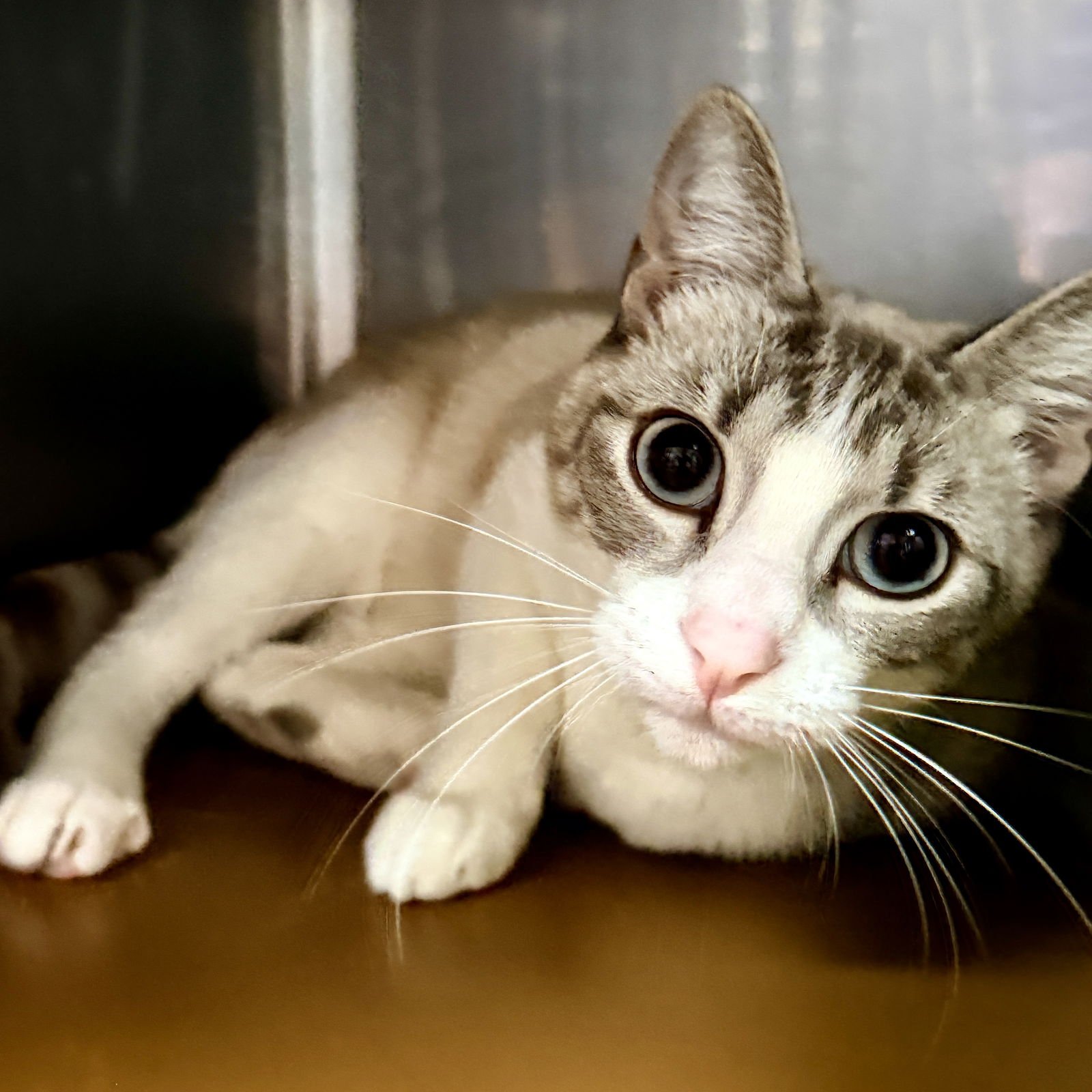 LIZZIE BENNETT - Siamese available for adoption