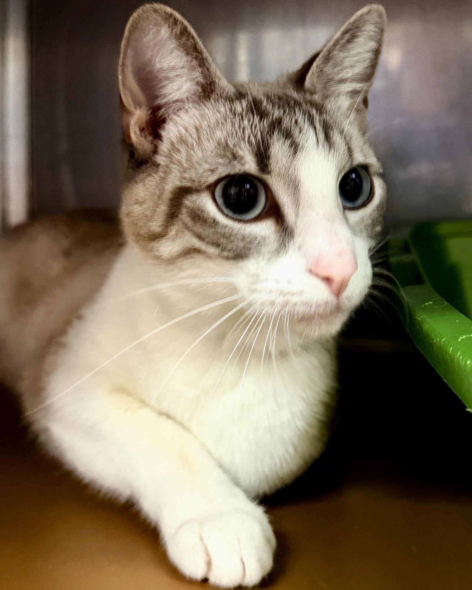 LIZZIE BENNETT - Siamese available for adoption